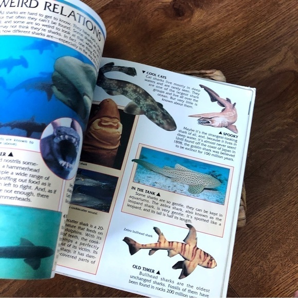 Eyes on Nature: Sharks, hardback book - Picture 4 of 5